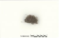 藏品(錢袋蘚屬)的圖片